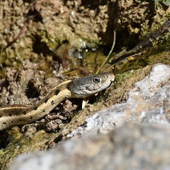 Thamnophis cyrtopsis collaris