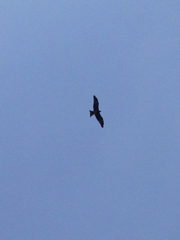 Milvus migrans