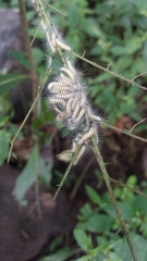 Zygaenoidea