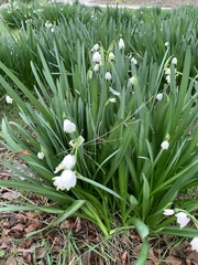 Leucojum