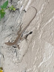 Anolis sagrei