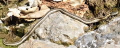Thamnophis cyrtopsis collaris