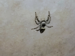 Paraphidippus aurantius