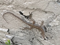 Anolis sagrei