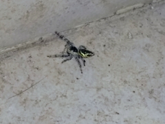 Paraphidippus aurantius
