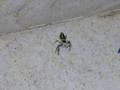 Paraphidippus aurantius