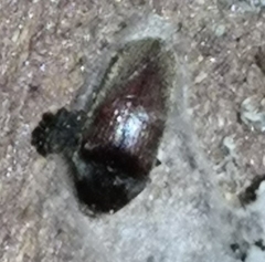Coleoptera