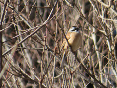 Emberiza cioides