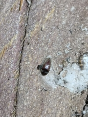 Coleoptera