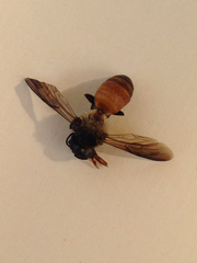 Apis dorsata