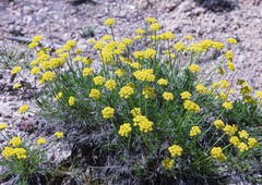 Musineon tenuifolium