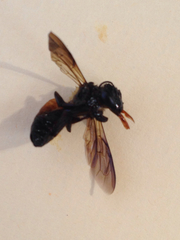 Apis dorsata