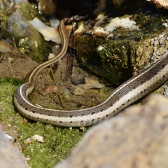 Thamnophis cyrtopsis collaris