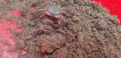 Ocypode gaudichaudii