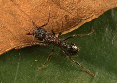 Stictoponera bicolor