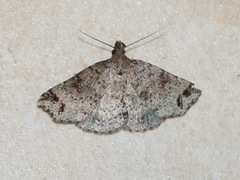 Lithilaria proestans
