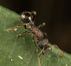 Stictoponera bicolor