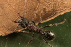 Stictoponera bicolor