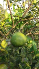Citrus × limon