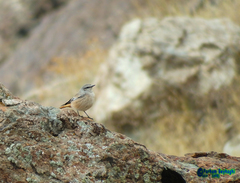 Oenanthe chrysopygia
