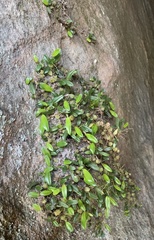 Bulbophyllum exiguum