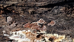 Peniophora malenconii