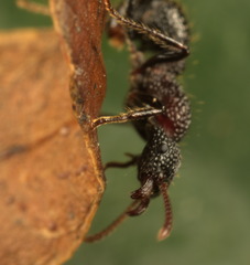 Stictoponera bicolor