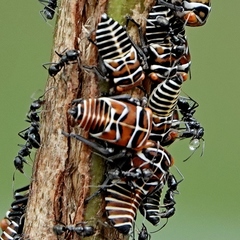 Eurymeloides punctata