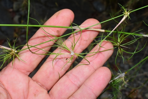 Arthrostylidium farctum