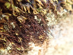 Frullania californica