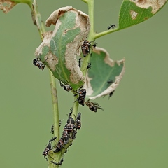 Eurymeloides punctata