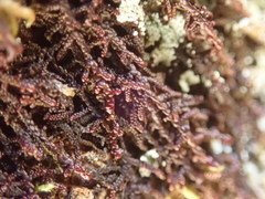 Frullania californica