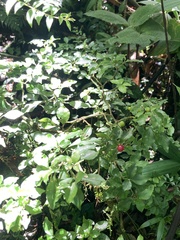 Psychotria parvifolia