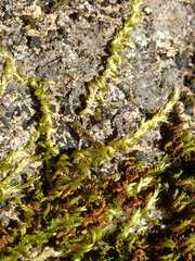 Homalothecium aureum