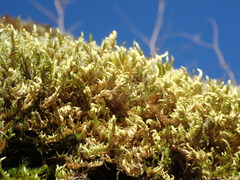 Homalothecium aureum