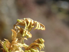 Homalothecium aureum