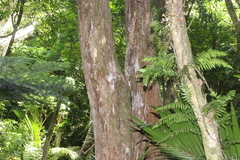 Metrosideros robusta