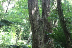 Metrosideros robusta