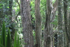 Metrosideros robusta