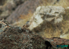 Oenanthe chrysopygia