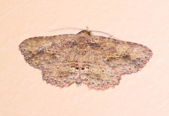 Artigisa impropria