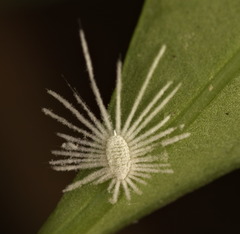 Icerya aegyptiaca