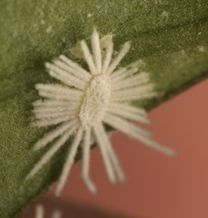 Icerya aegyptiaca