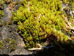 Racomitrium ryszardii