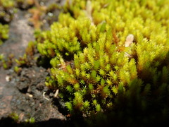 Racomitrium ryszardii