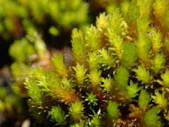 Racomitrium ryszardii