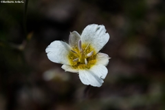 Calochortus ownbeyi