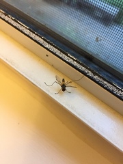 Cholomyia inaequipes