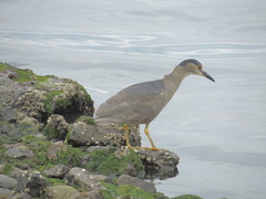 Nycticorax nycticorax