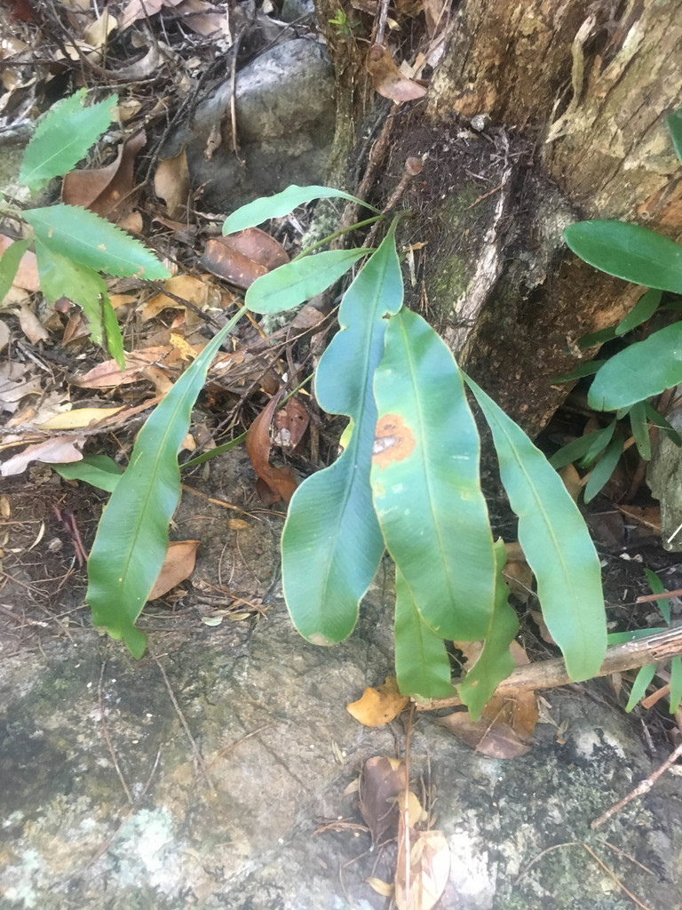 Elaphoglossum vieillardii